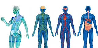 Some Human Anatomy And Physiology Facts You Must Know