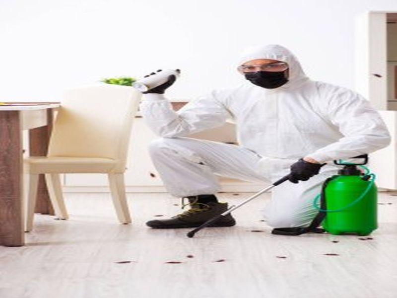 Pest Control Sydney: Tips for Effective Wasp Removal