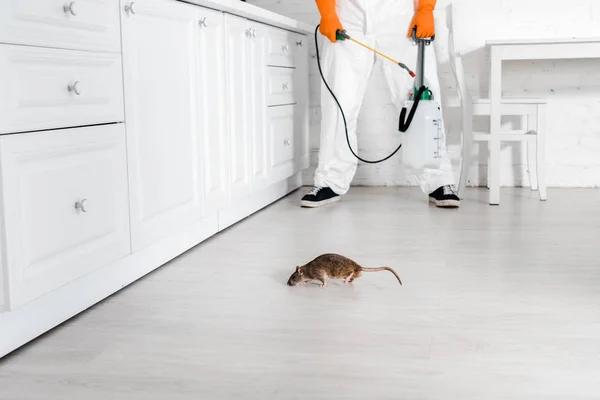 Unveiling the Best Rodent Pest Control Methods in Sydney: Expert Insights